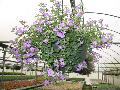 Giant Purple Bacopa / Bacopa sutera 